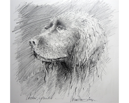 cocker-spaniel