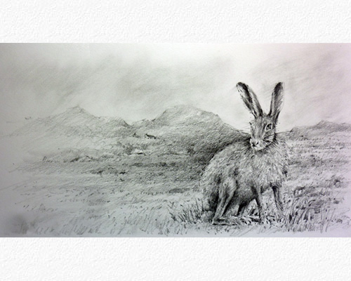 Irish Mountain Hare I