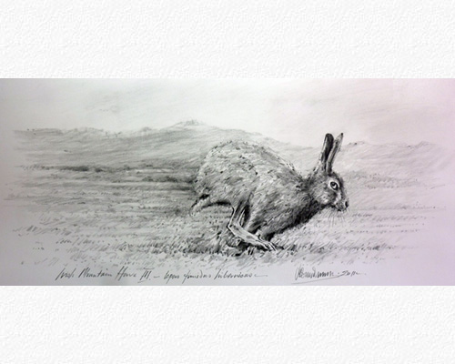 Irish Mountain Hare III