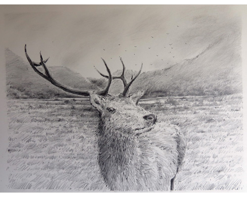 Red Deer in Wicklow