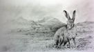Irish Mountain Hare I