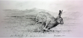 Irish Mountain Hare III