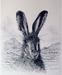 Irish Mountain Hare II