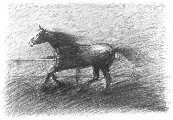 black-stallion